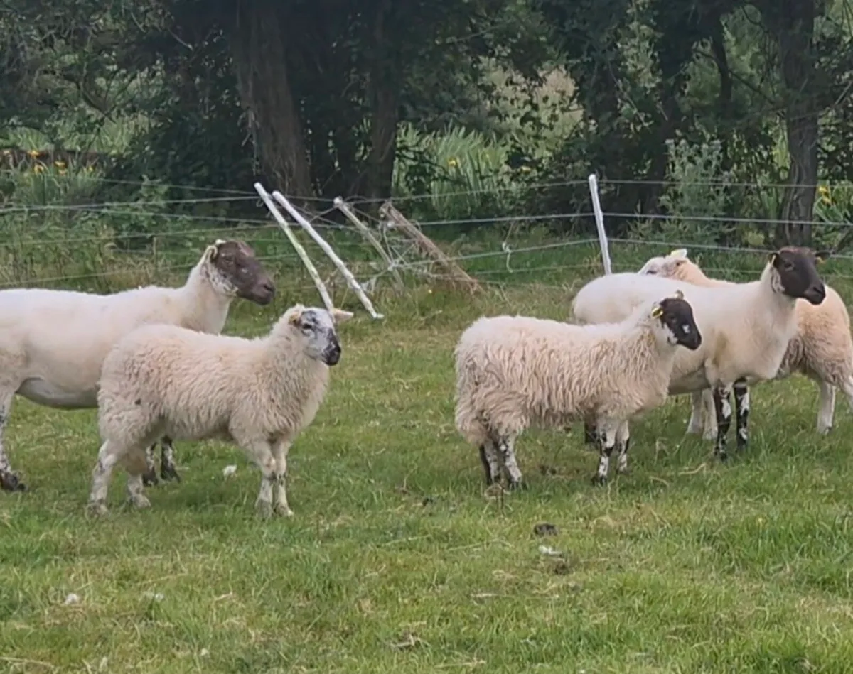 SHEEP - Image 2