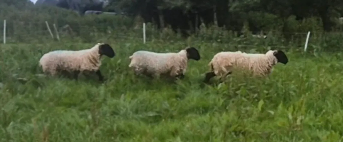 SHEEP - Image 3
