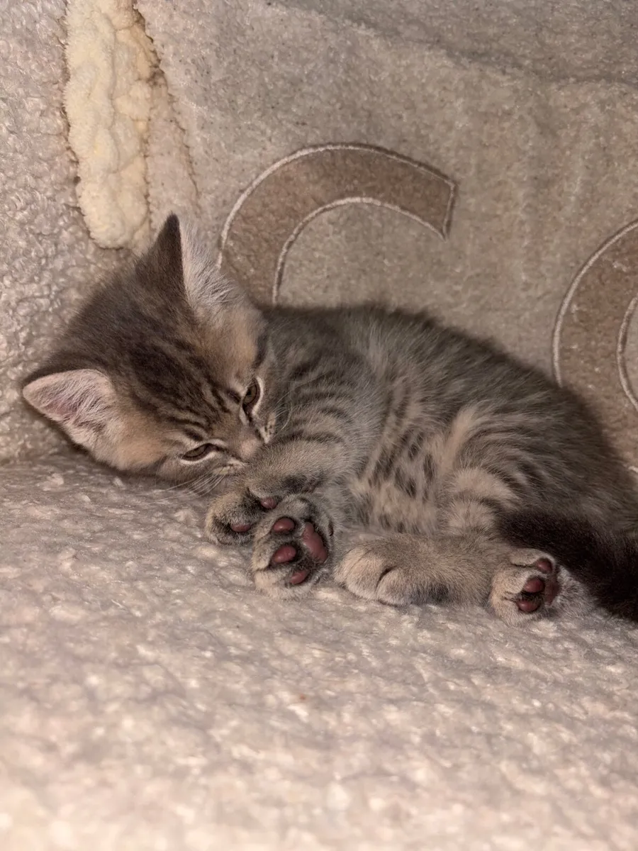📲British short hair mixed tabby kitten 📲 - Image 2