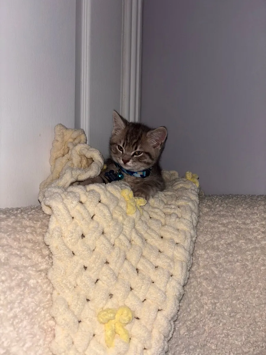 📲British short hair mixed tabby kitten 📲 - Image 1
