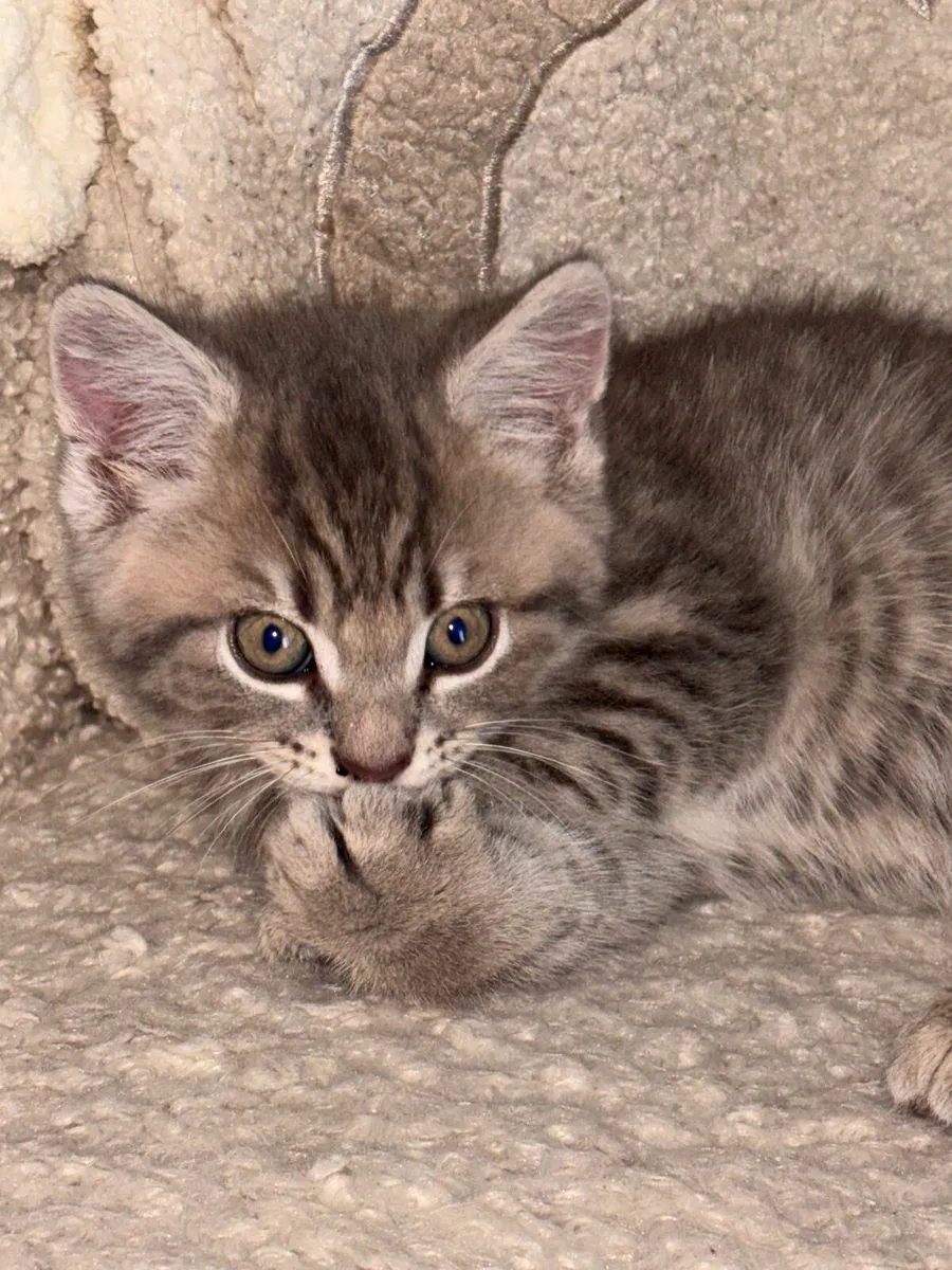 📲British short hair mixed tabby kitten 📲 - Image 3