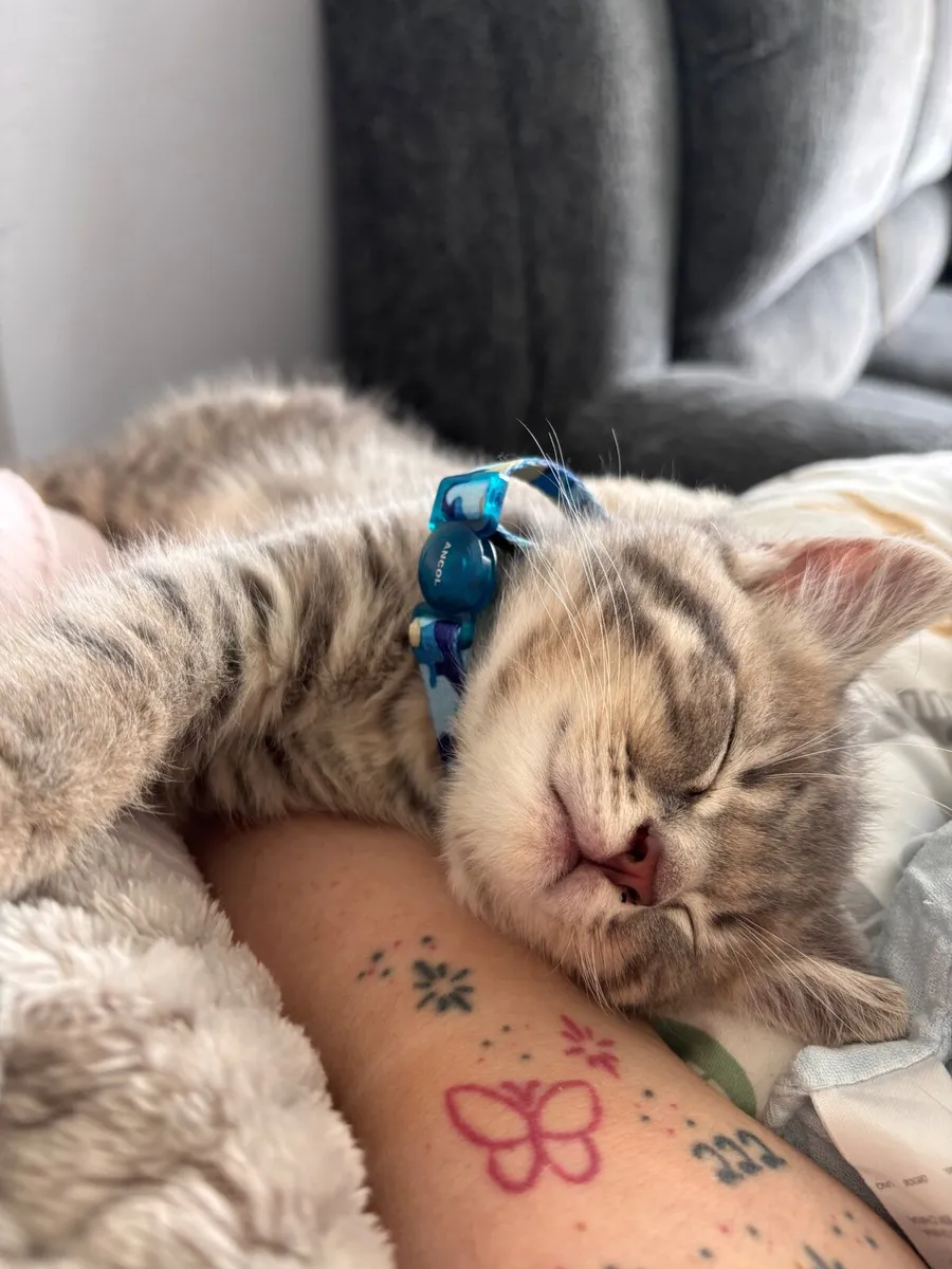 📲British short hair mixed tabby kitten 📲 - Image 4