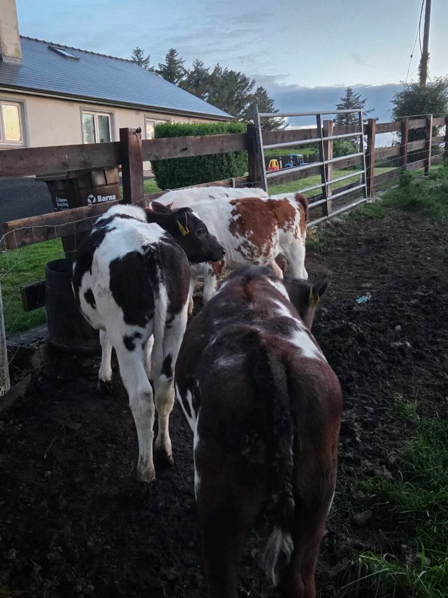 Belgian blue heifer calfs - Image 2