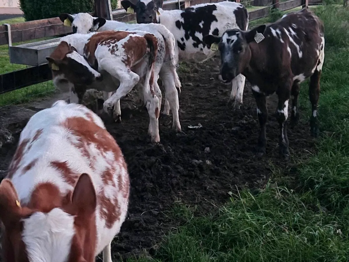 Belgian blue heifer calfs - Image 3