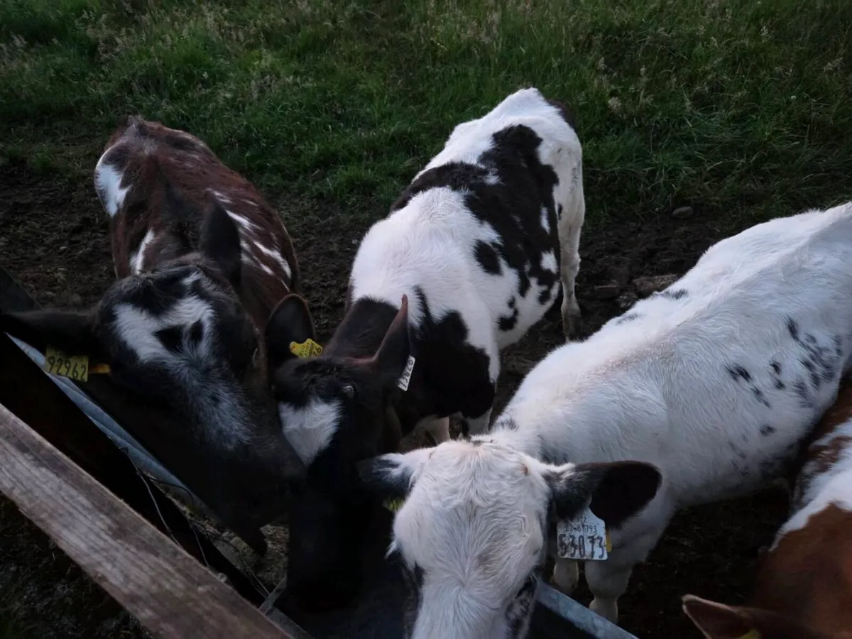 Belgian blue heifer calfs - Image 4
