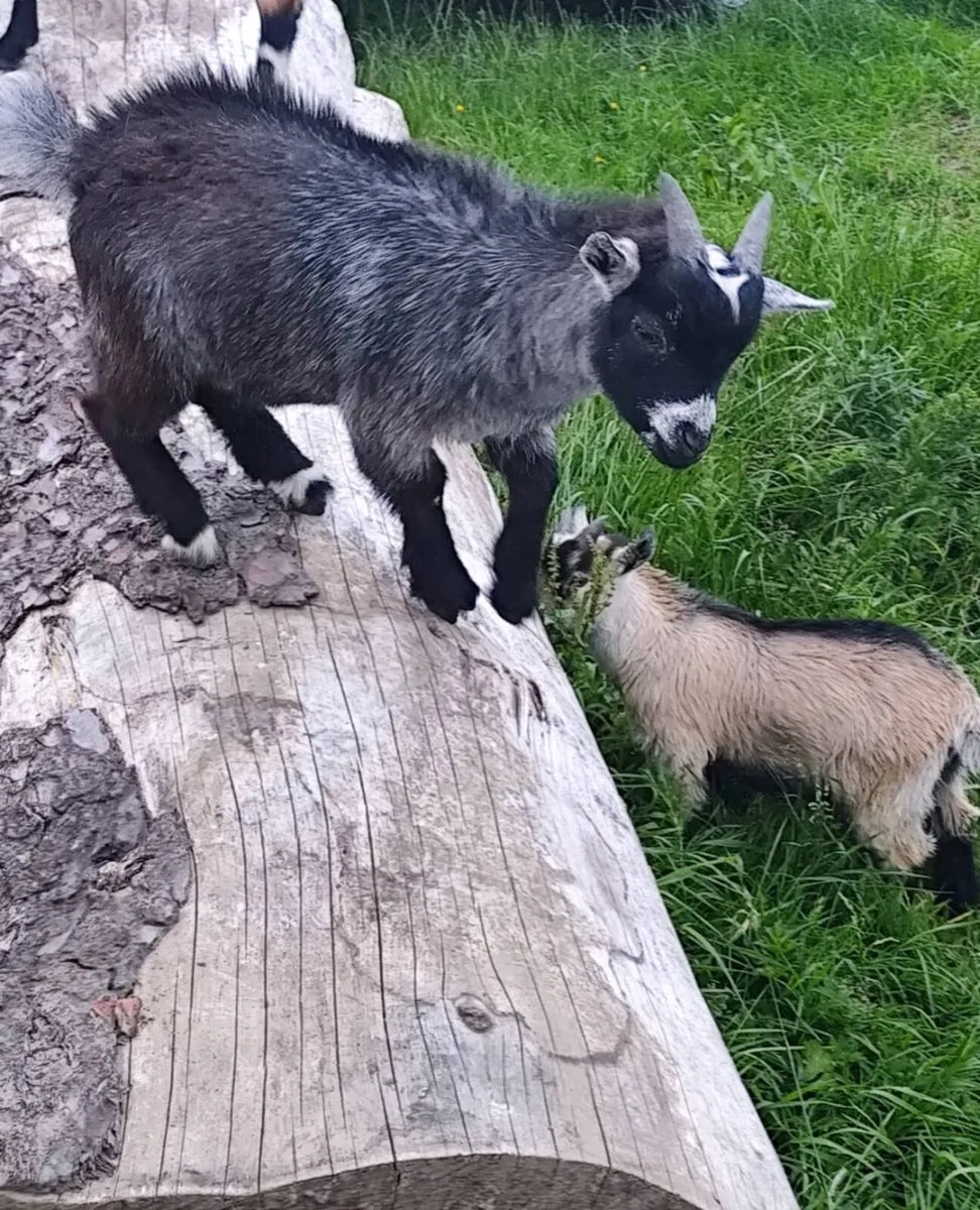 Pygmy Goats Male - Image 1