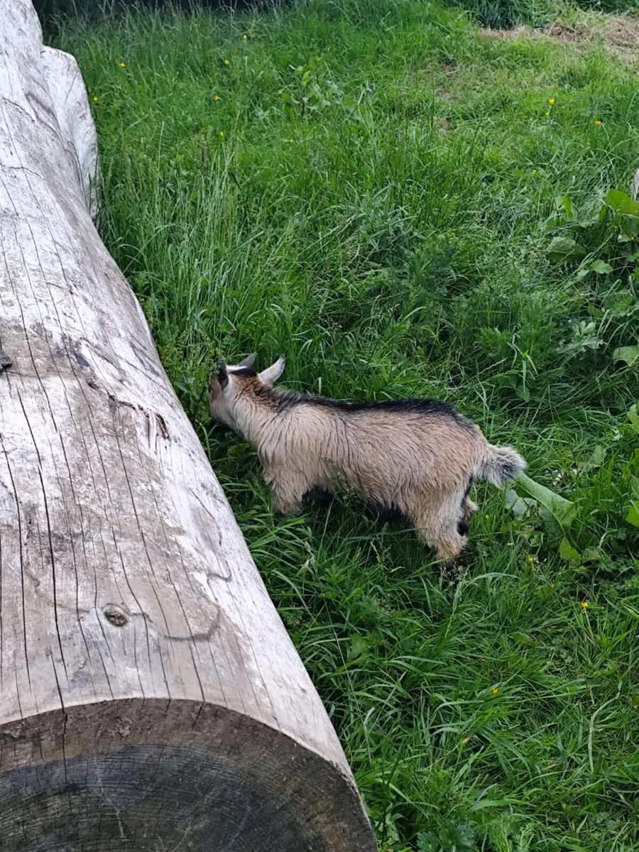 Pygmy Goats Male - Image 2