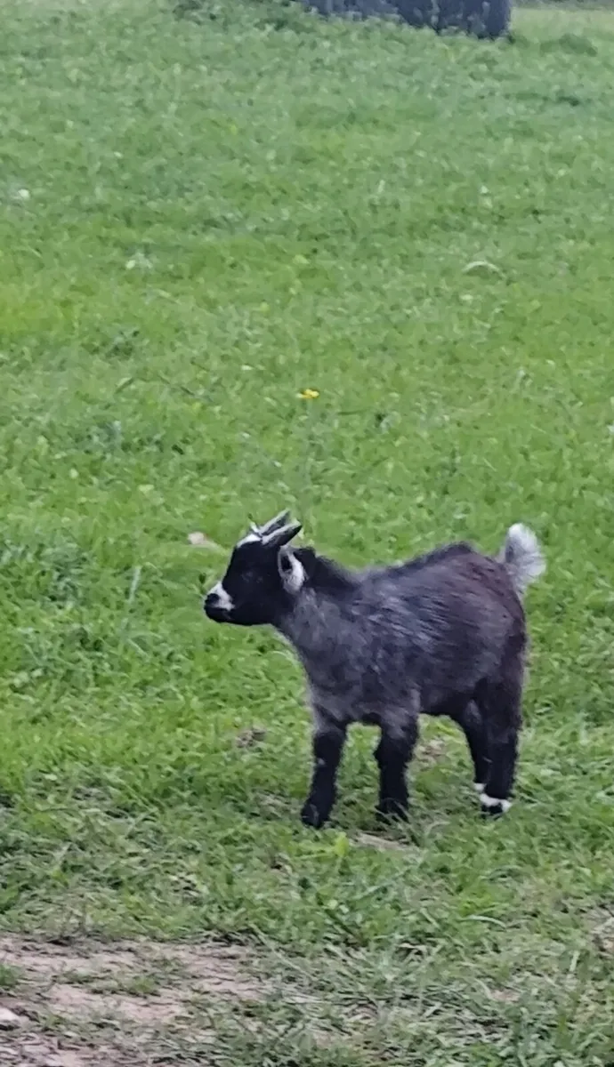 Pygmy Goats Male - Image 3