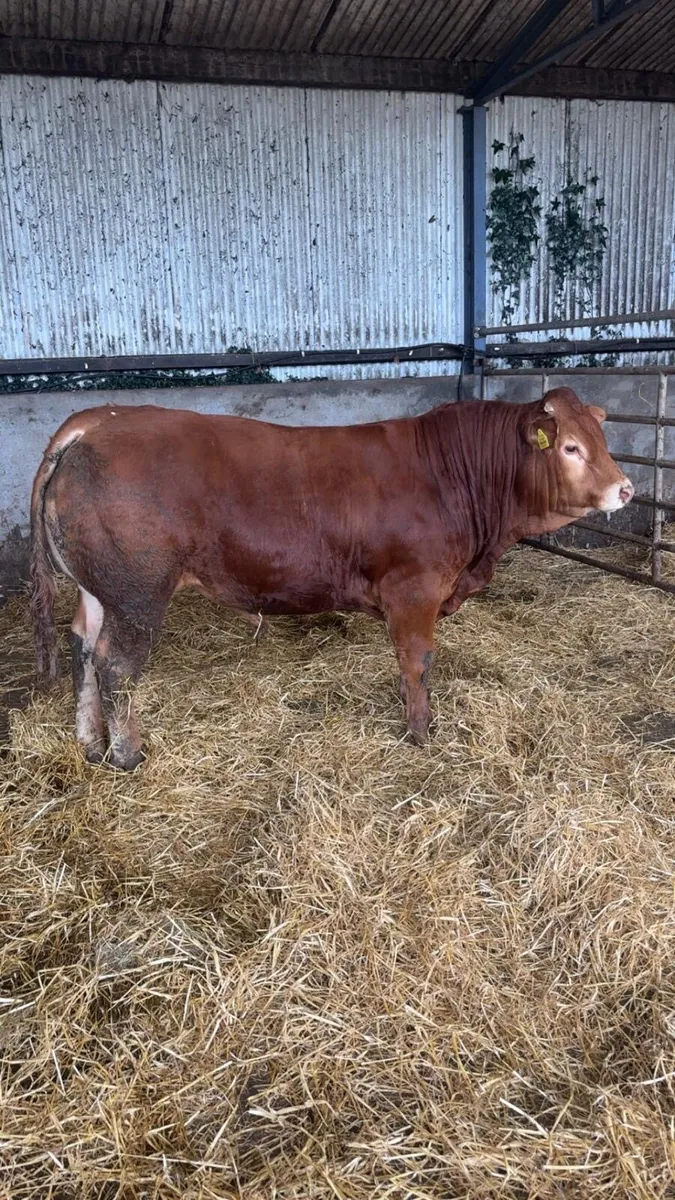 Bull - Image 1