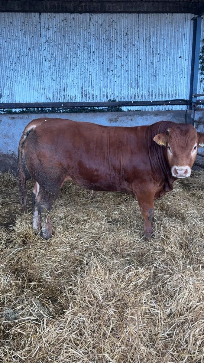Bull - Image 2