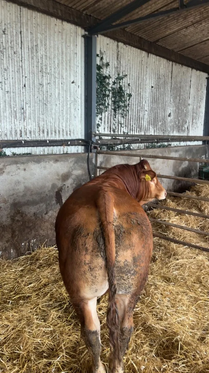 Bull - Image 3