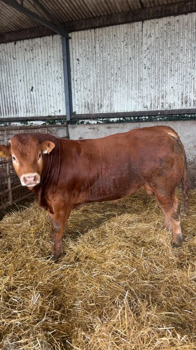 Bull - Image 4