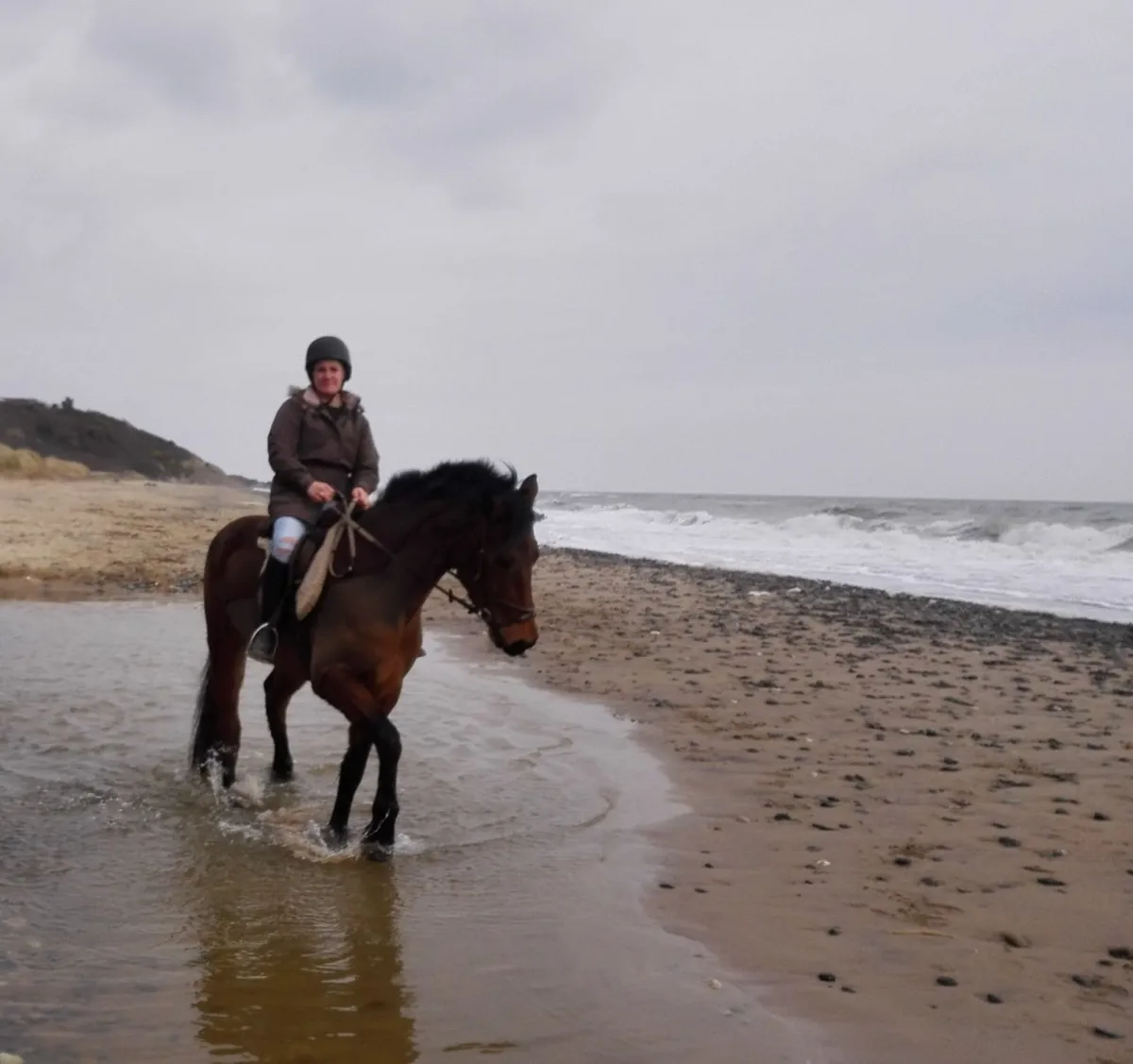 Horse Wanted