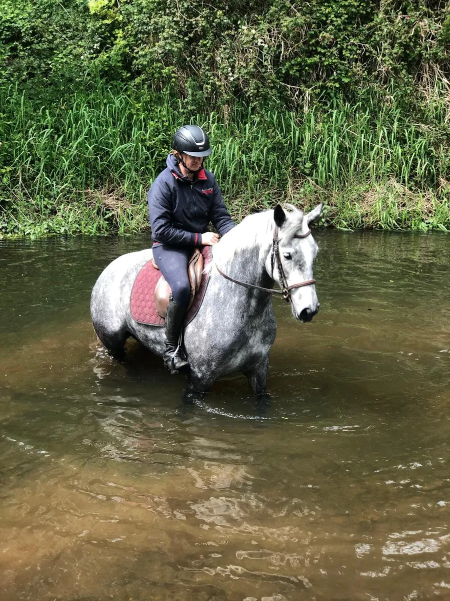 Sales, schooling and competition livery - Image 1