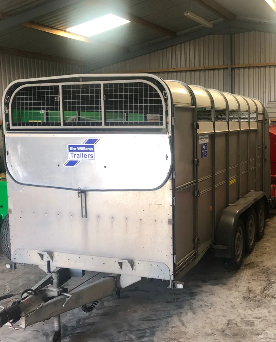 14ft Ifor Williams Cattle trailer - Image 2
