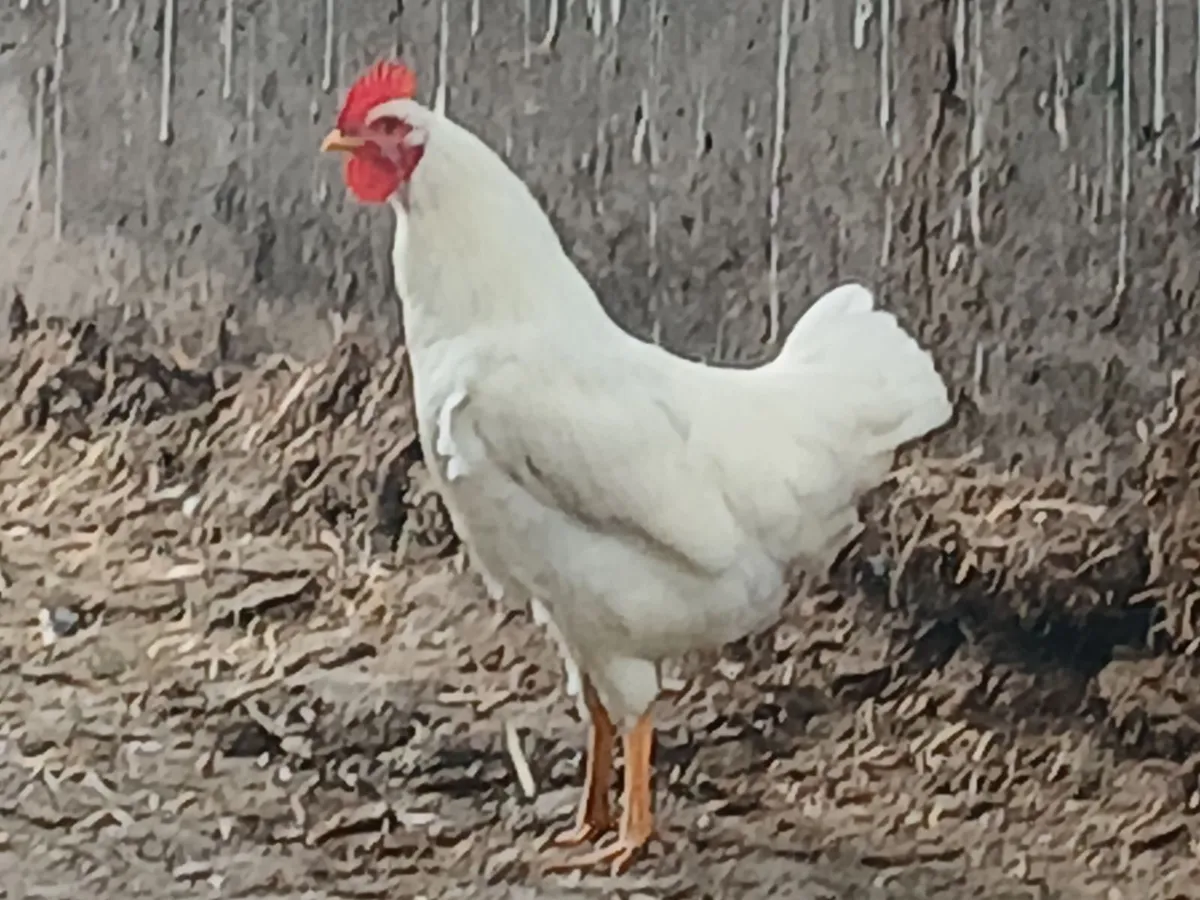 Roosters - Image 3
