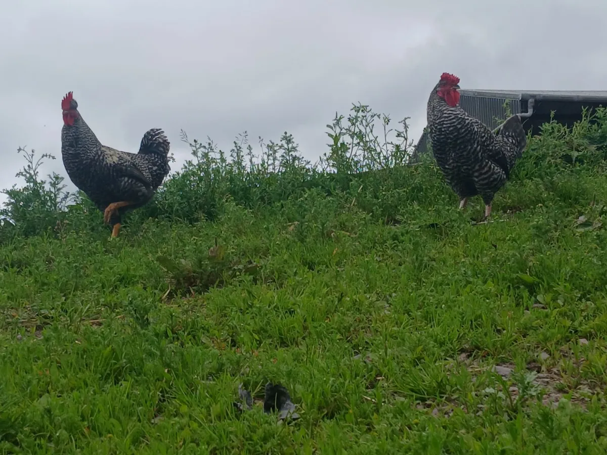 Roosters - Image 4