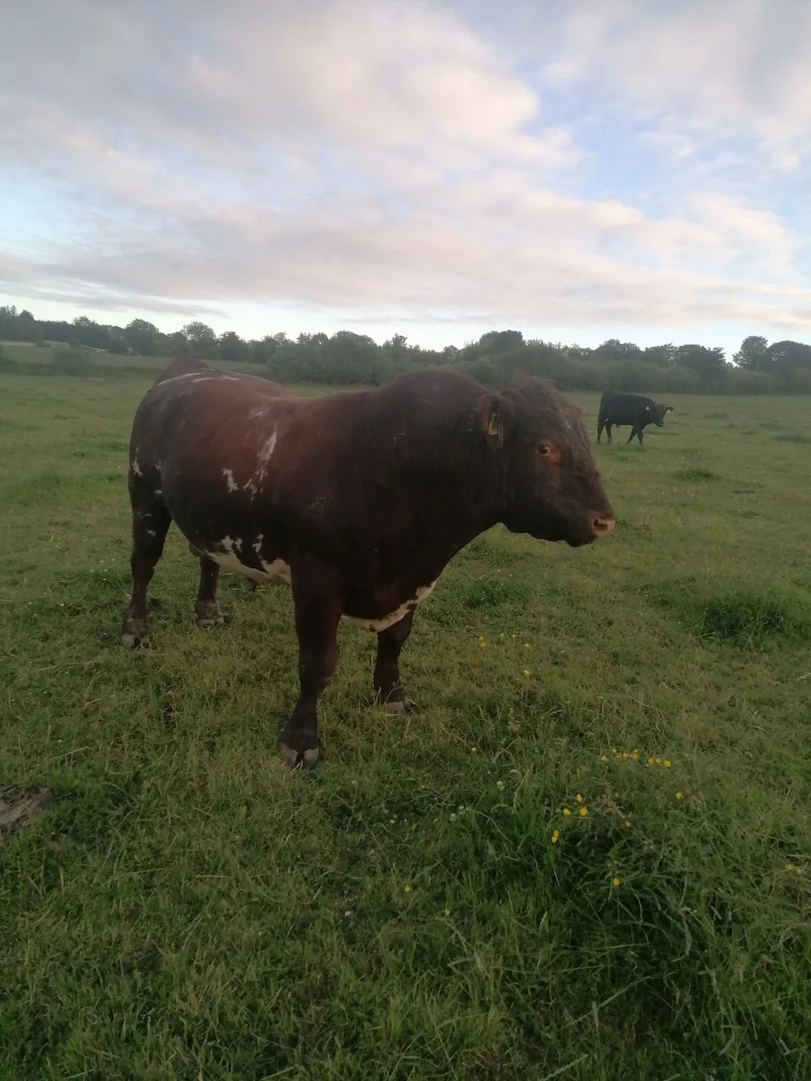 Shorthorn bull - Image 4