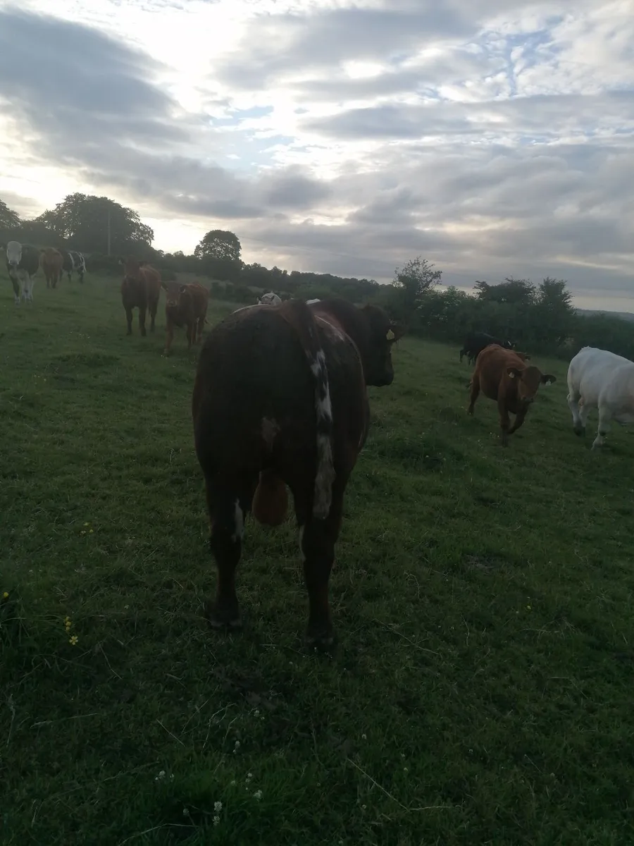 Shorthorn bull - Image 2