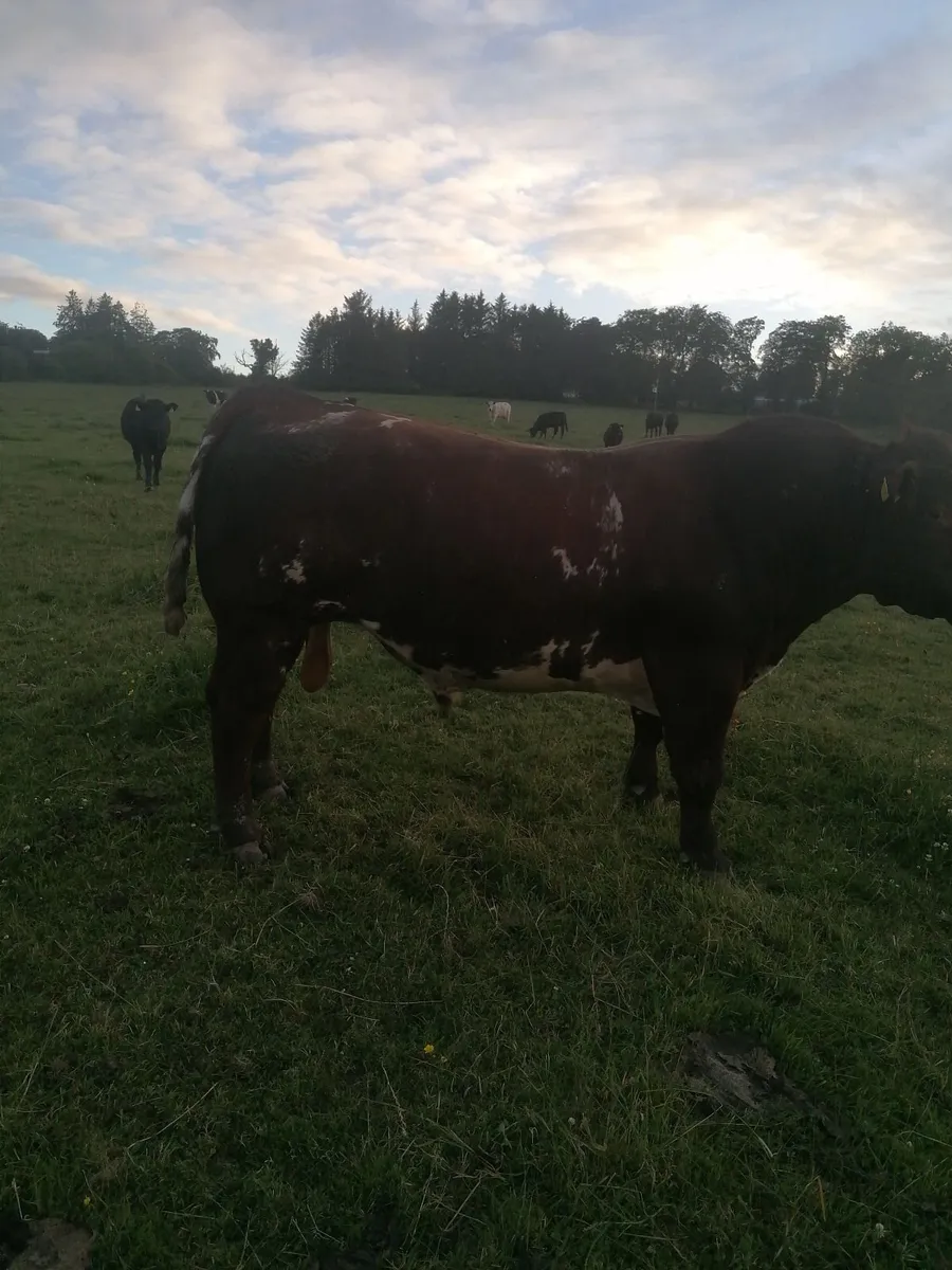 Shorthorn bull - Image 3