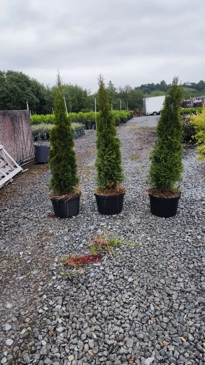 Pencil Conifer Trees 5ft just 45 euro - Image 1