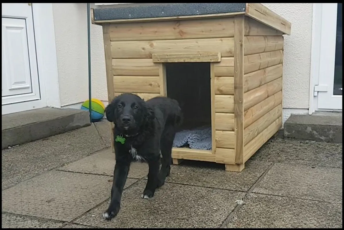 Dog Kennel Fully Insulated - Image 4