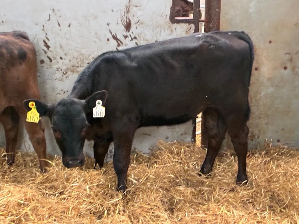 Super Angus & Hereford Heifer Runners - Image 4