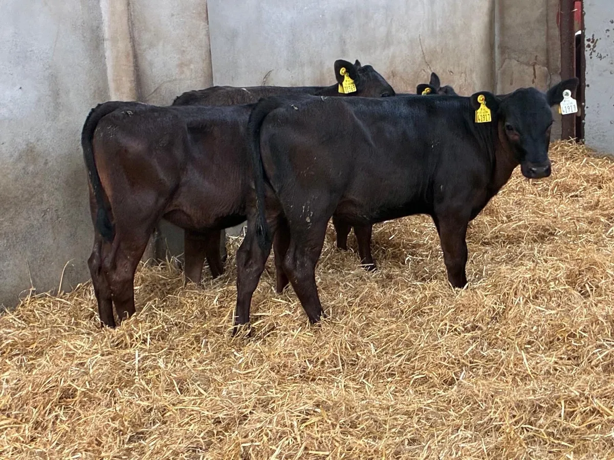 Super Angus & Hereford Heifer Runners - Image 2