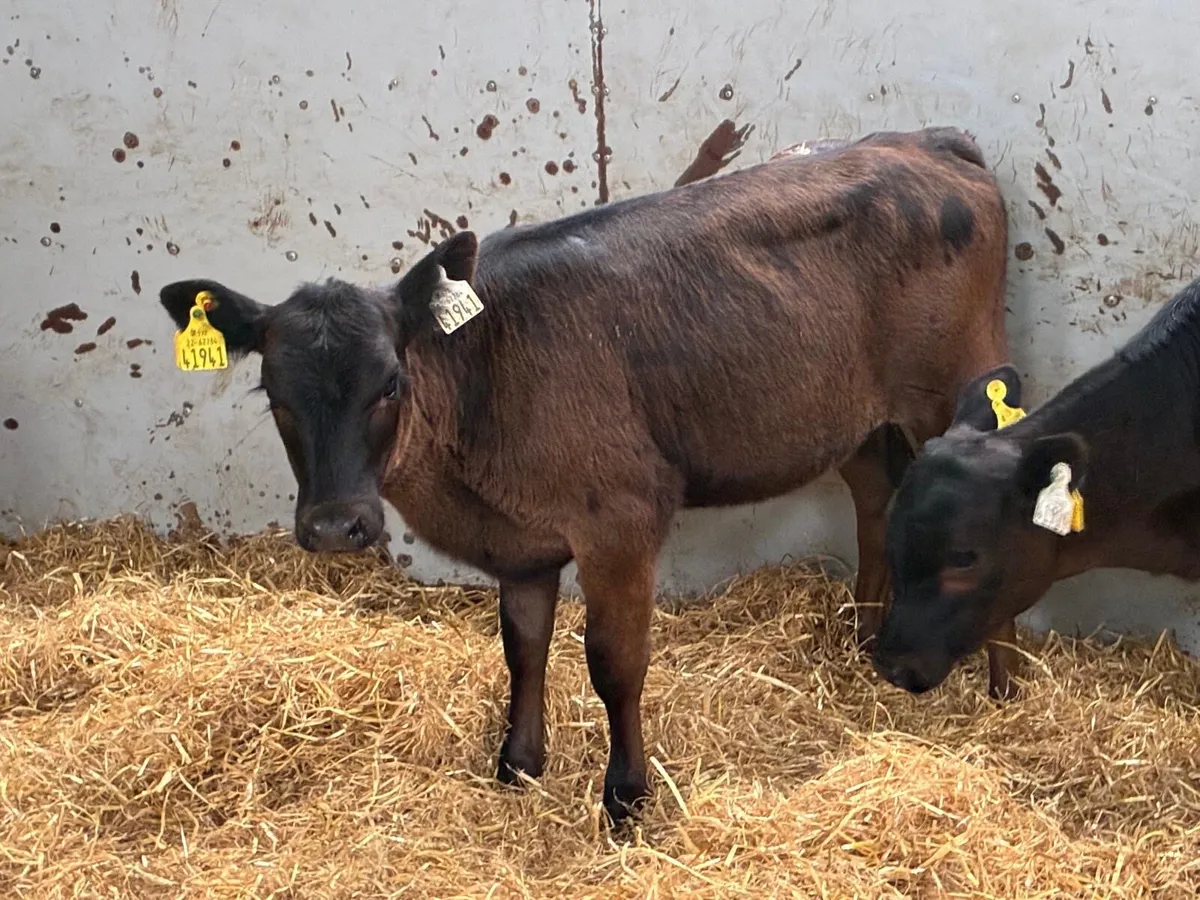 Super Angus & Hereford Heifer Runners - Image 3
