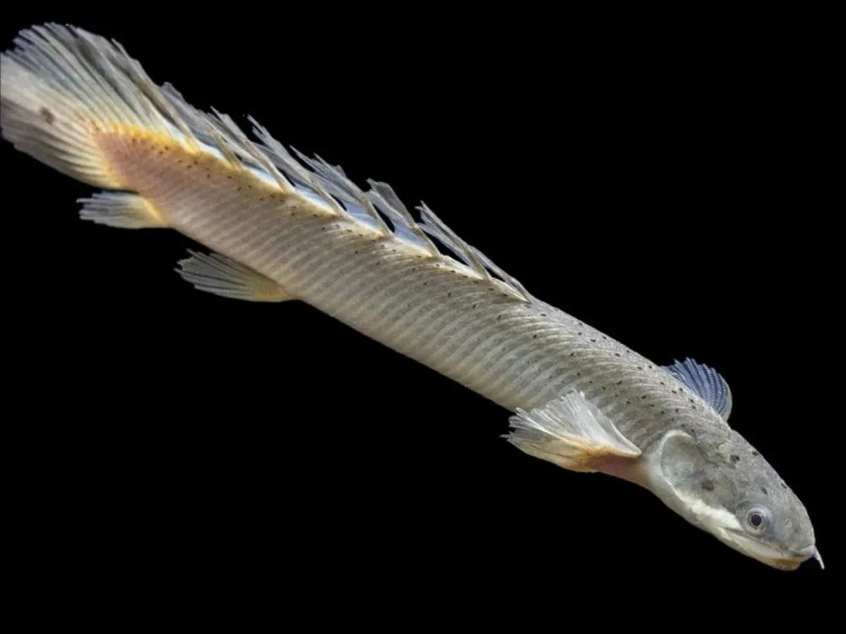 Aquarium fishes - Image 1