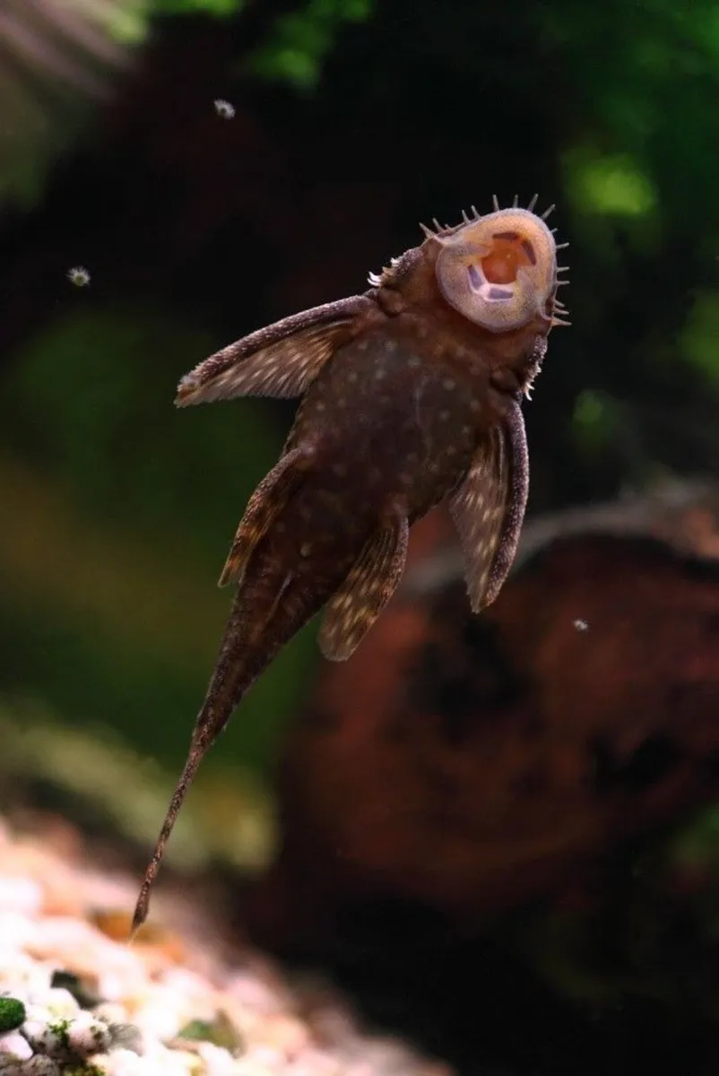 Aquarium fishes - Image 2