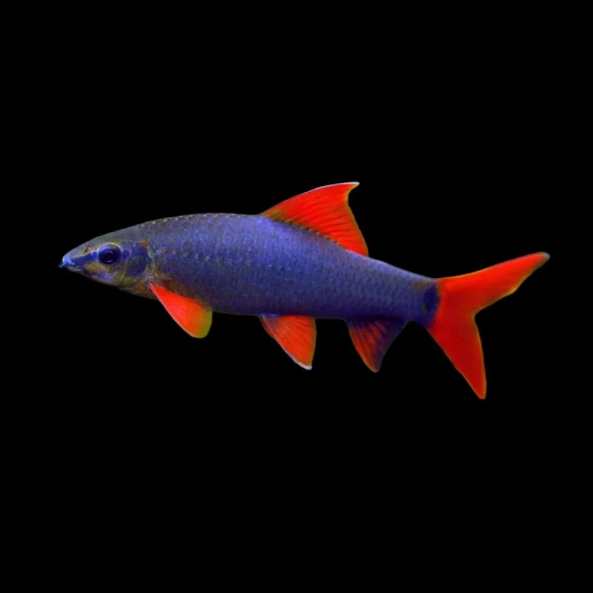 Aquarium fishes - Image 3