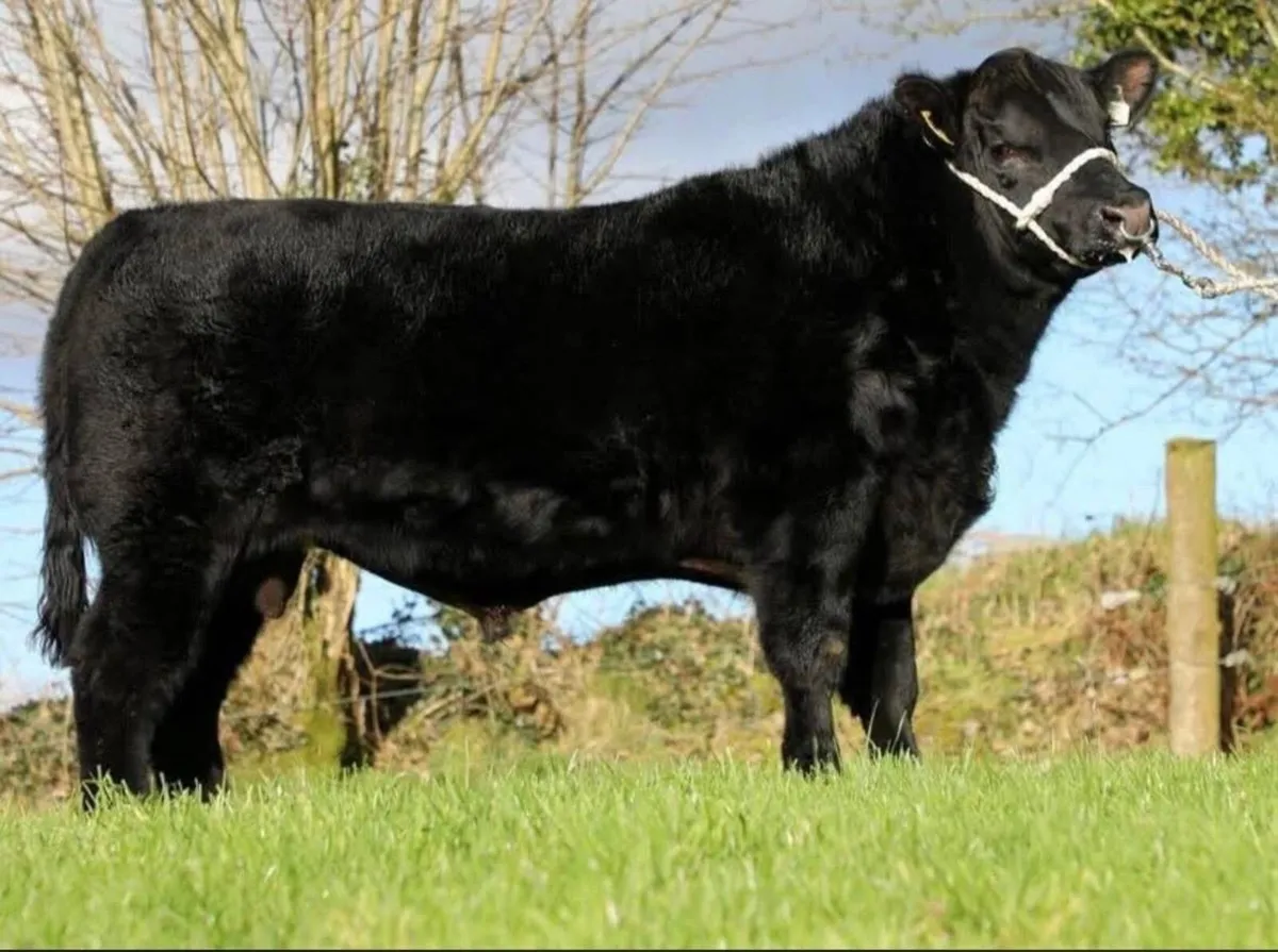 Angus Bull for sale - Image 1