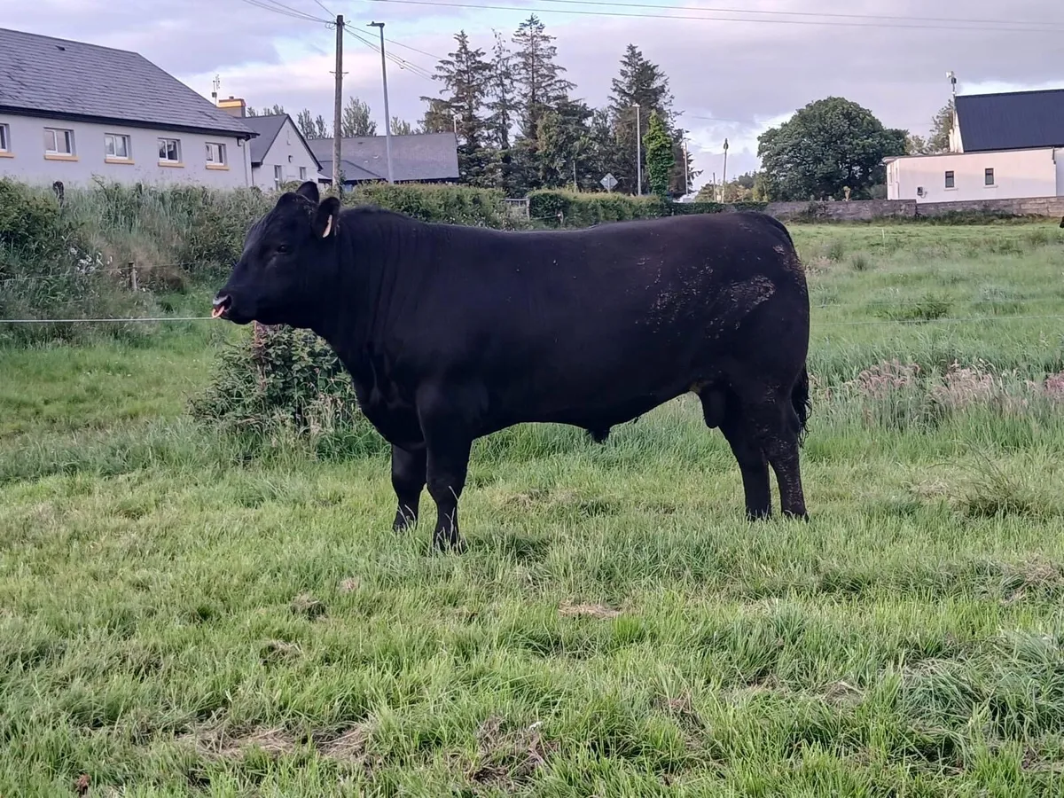 Angus Bull for sale - Image 2