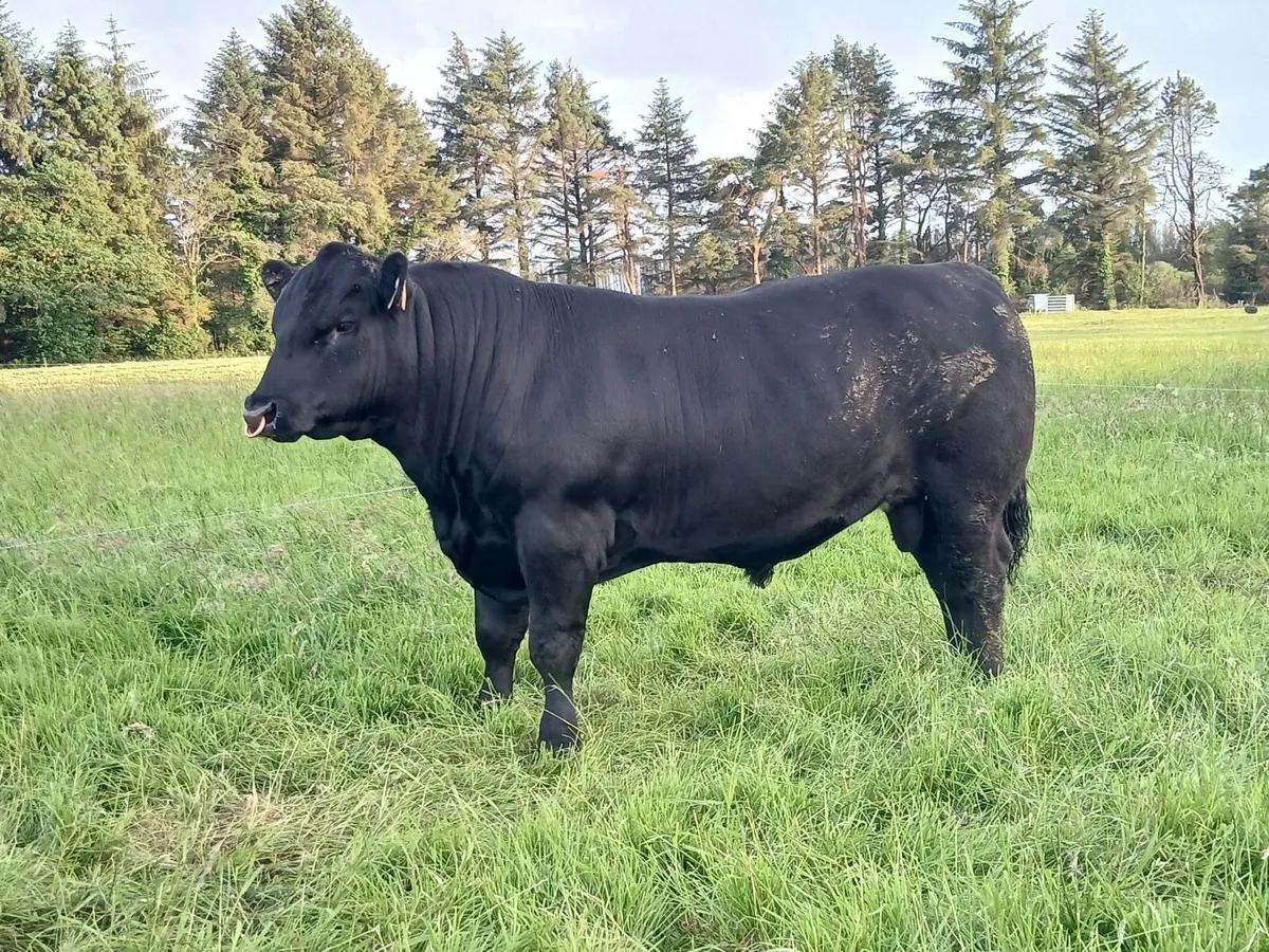 Angus Bull for sale - Image 3