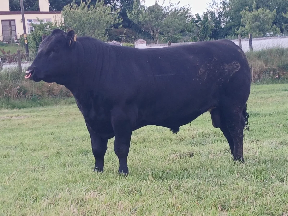 Angus Bull for sale - Image 4