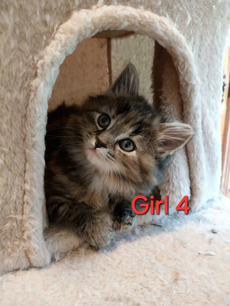 ❤️ 4 Beautiful Female Kittens ❤️ - Image 1