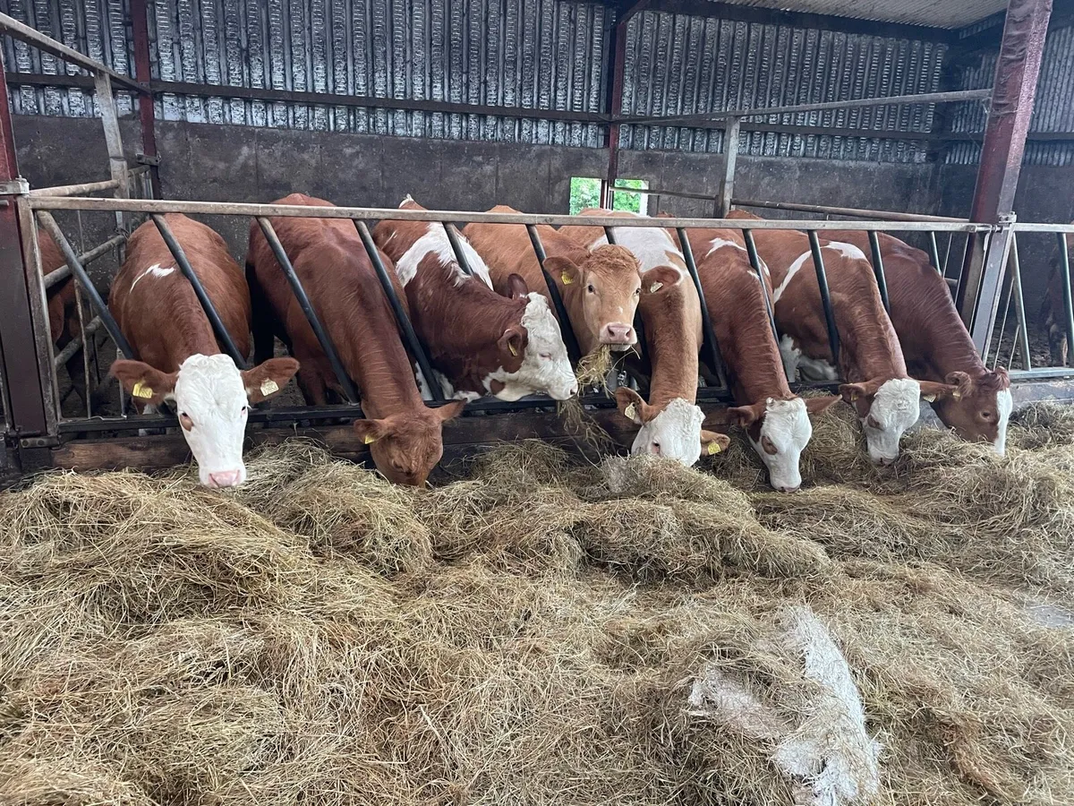 Simmental heifers PBNR - Image 1