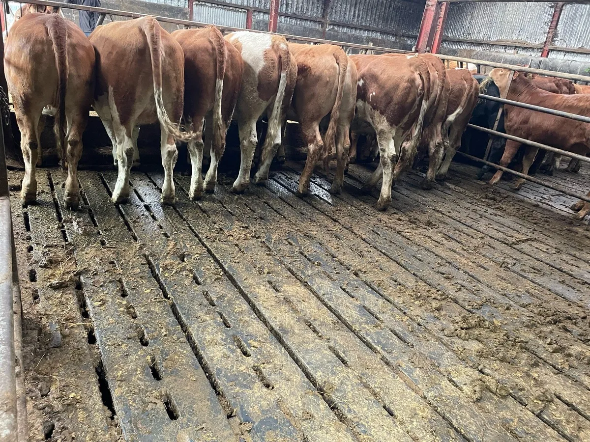 Simmental heifers PBNR - Image 4