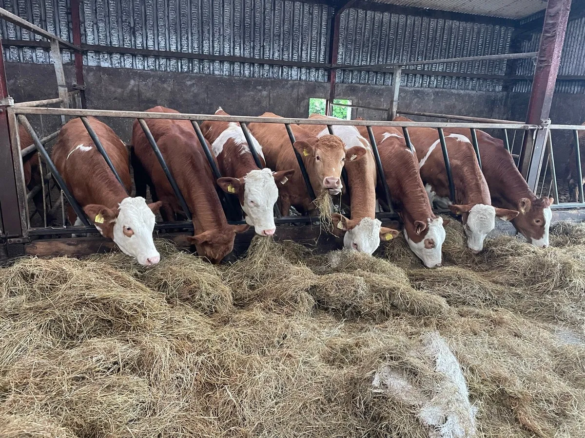 Simmental heifers PBNR - Image 2
