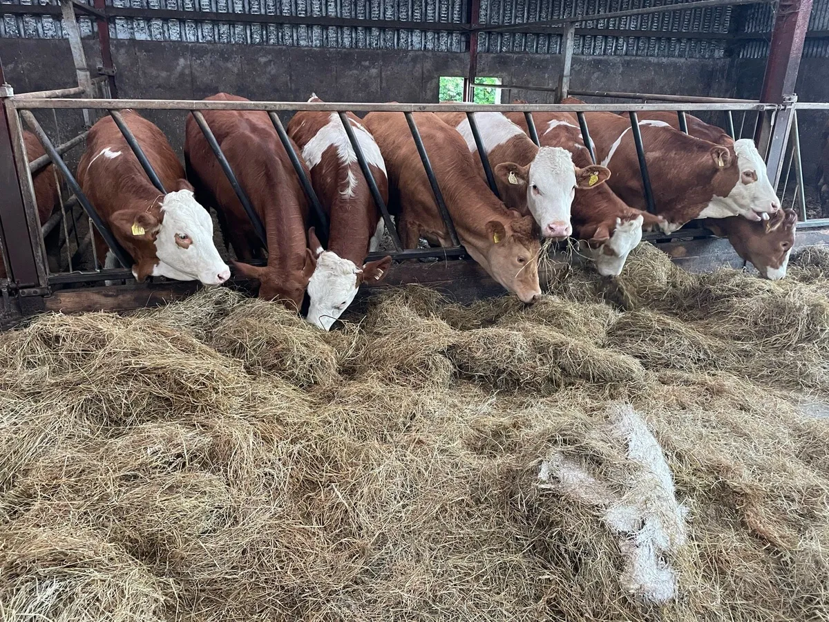 Simmental heifers PBNR - Image 3