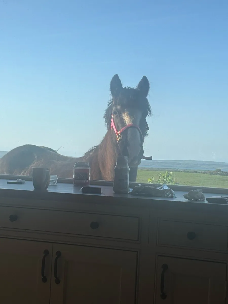 Pony - Image 3