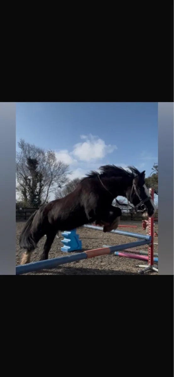 Pony - Image 1