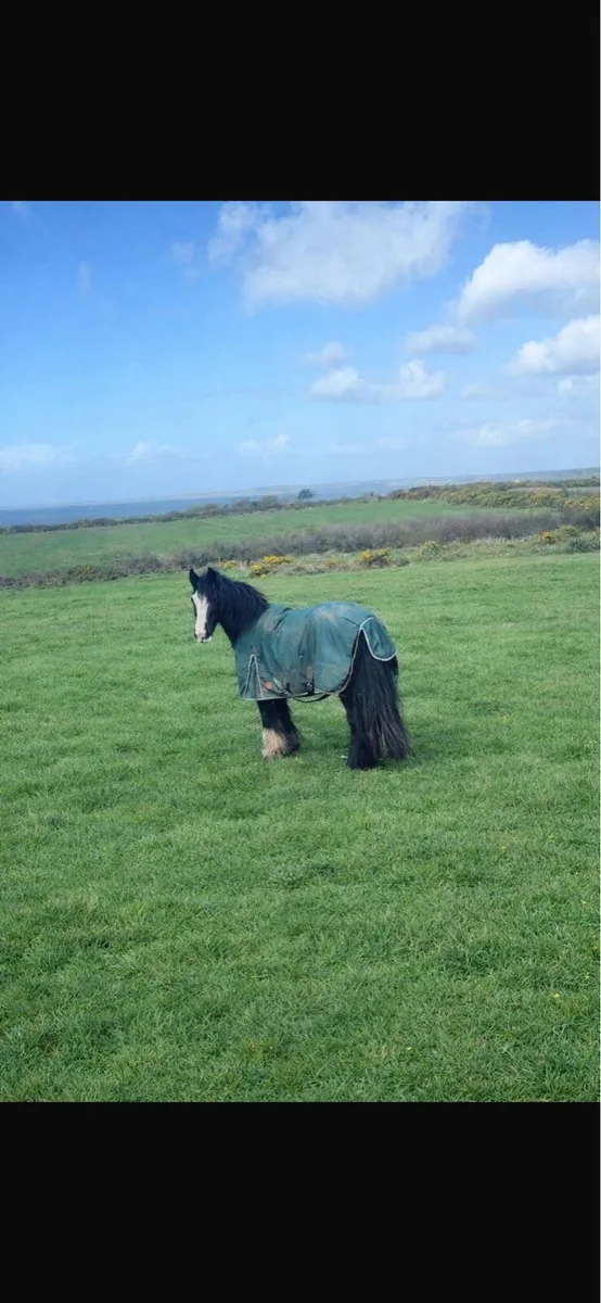Pony - Image 2