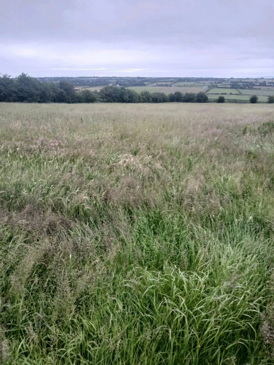 Silage - Image 1