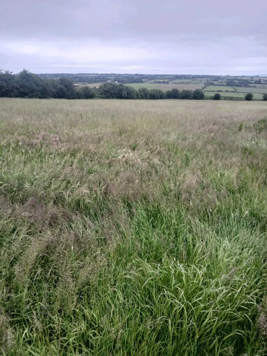 Silage - Image 2