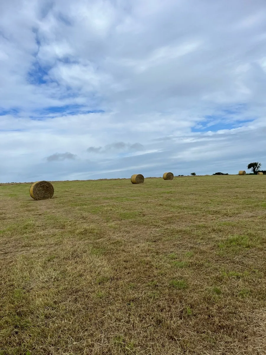 Hay - Image 1