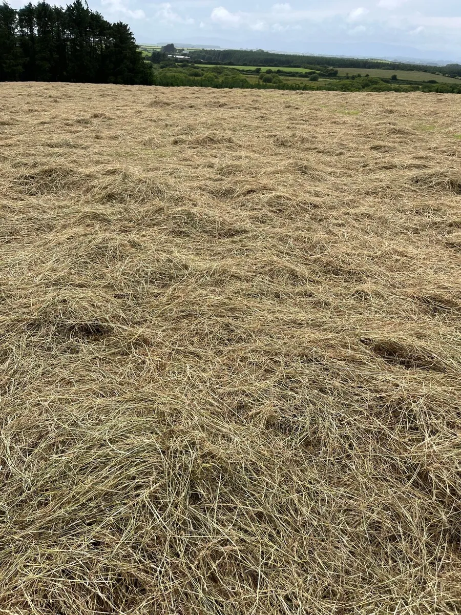 Hay - Image 2