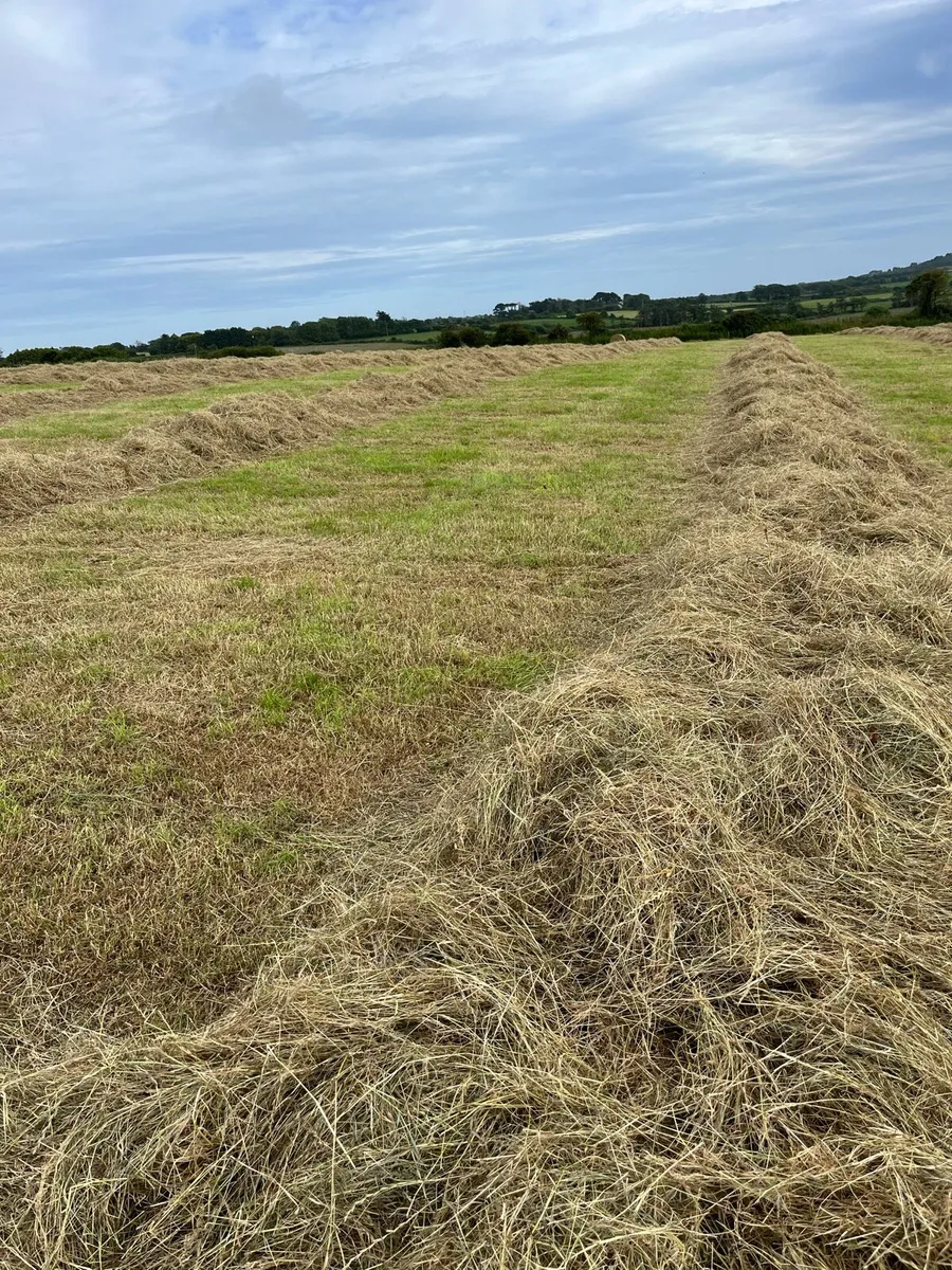 Hay - Image 3