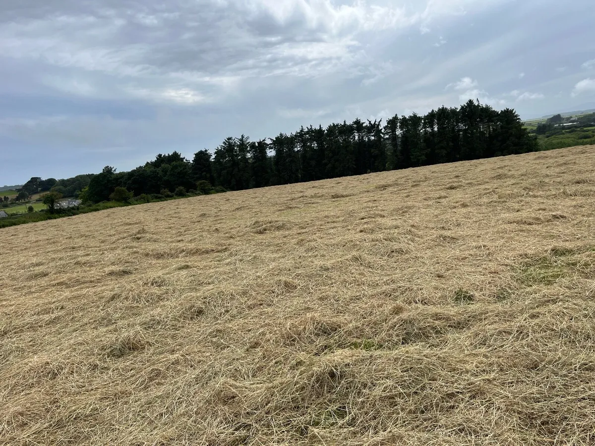 Hay - Image 4